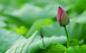 Tu chuyển nghiệp và dứt nghiệp